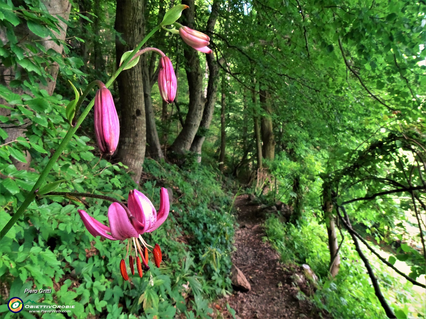 47 Lilium martagon (Giglio martagone) rientrando al Passo di Crosnello.JPG